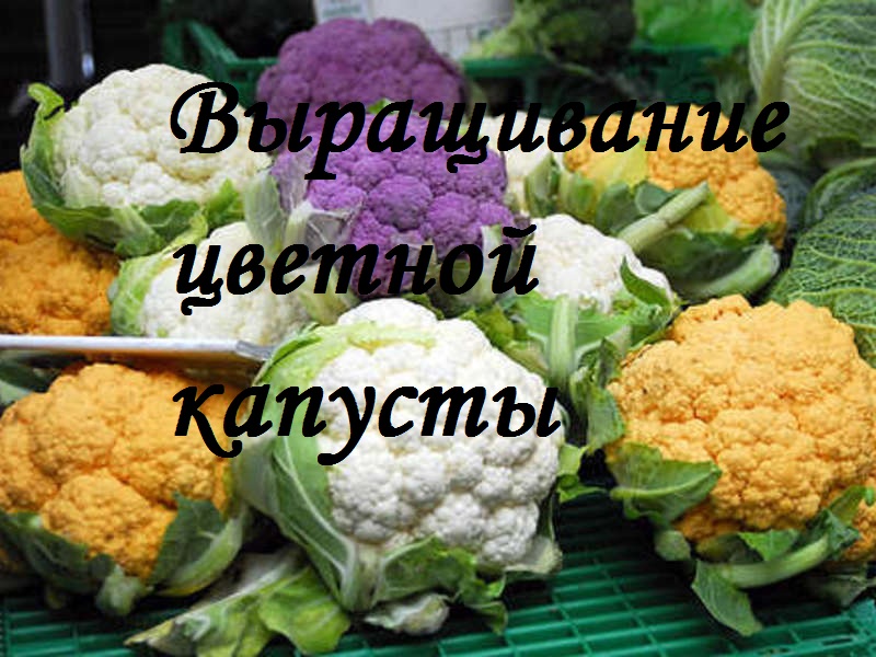 Growing color cabbage at home