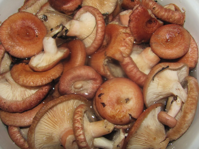 Как приготовить рыжики. Рыжики грибы. Рыжики грибы приготовление. Рыжики соленые. Готовые рыжики.