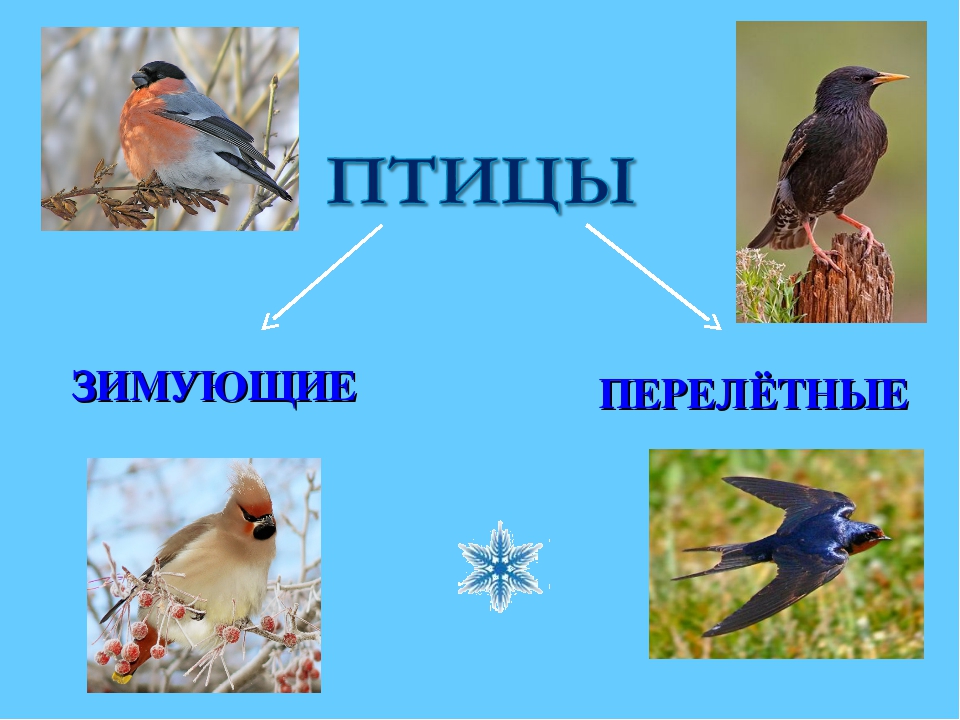 Зимующие И Перелетные Птицы Фото