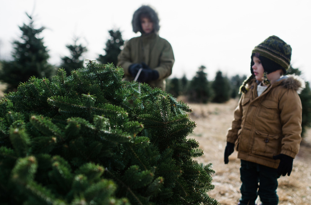 Jak ušetřit živý novoroční strom doma delší? Co je třeba udělat, co udržet živý strom, takže vánoční strom stojí delší a cítil? Ve kterém řešení můžete dát živý strom doma pro nový rok: recept na řešení