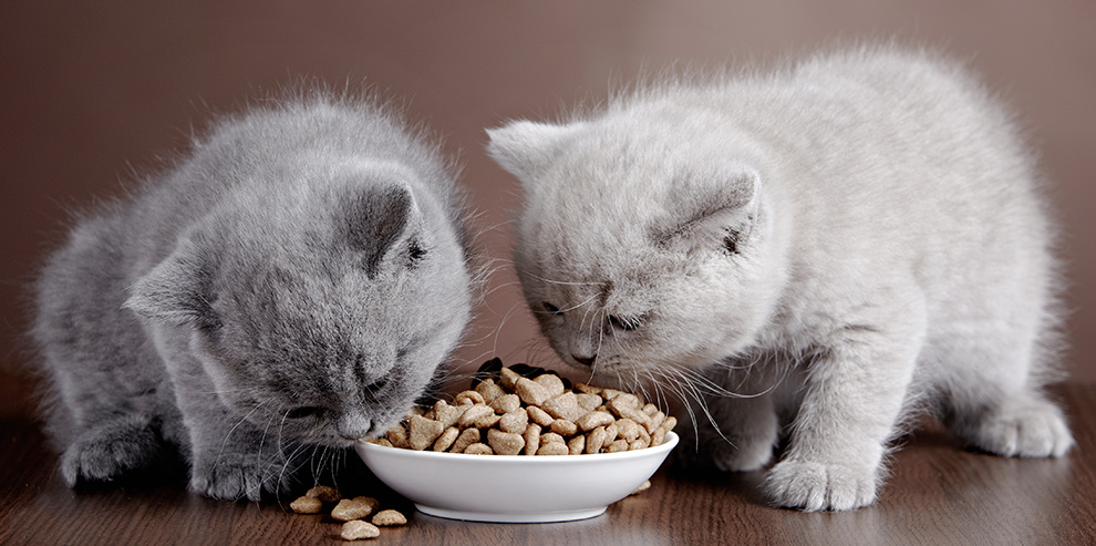 Can cats and cats give dog dry food, feed cats and cats with dog canned food? What is the difference between dog feed from cat feed? Cat eats dog food: reasons what consequences may be?
