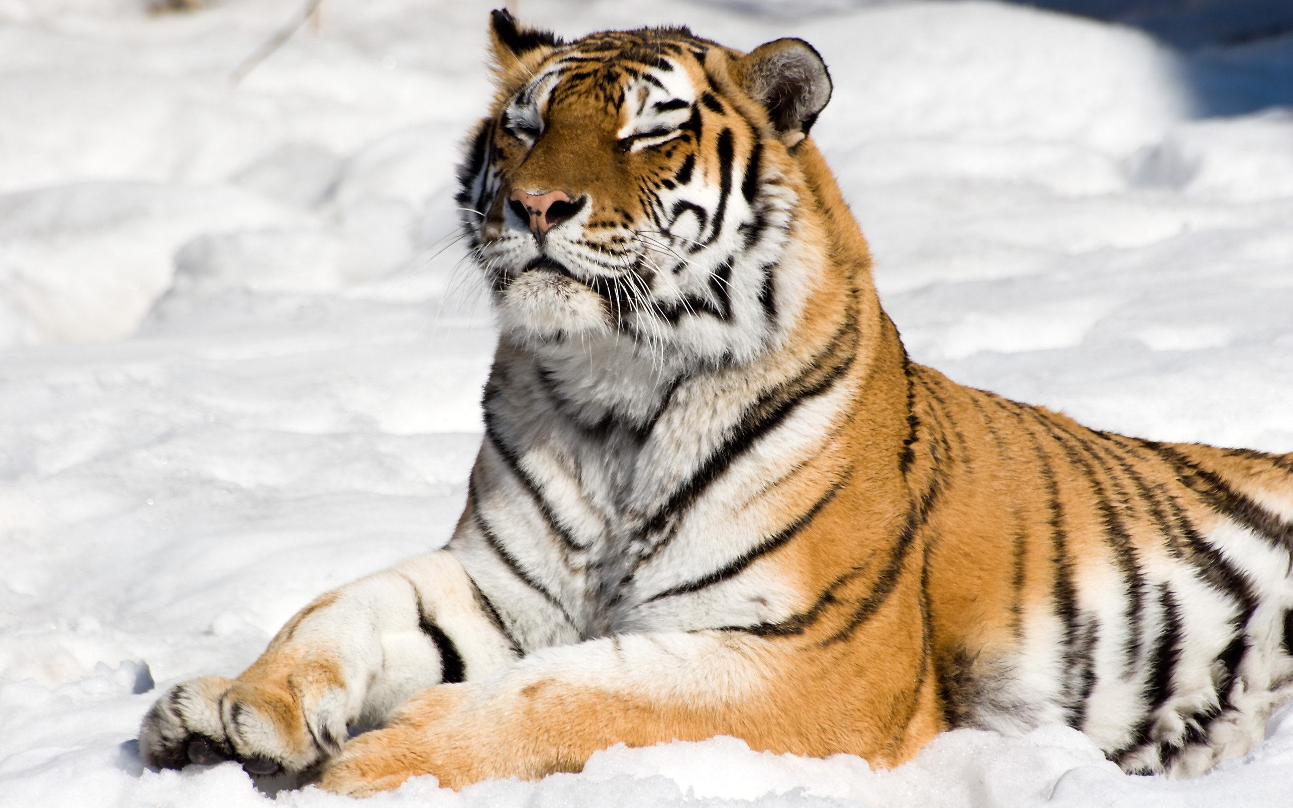 Новой год тигра. Тигр. Год тигра. Тигр картинки. Тигр на снегу.