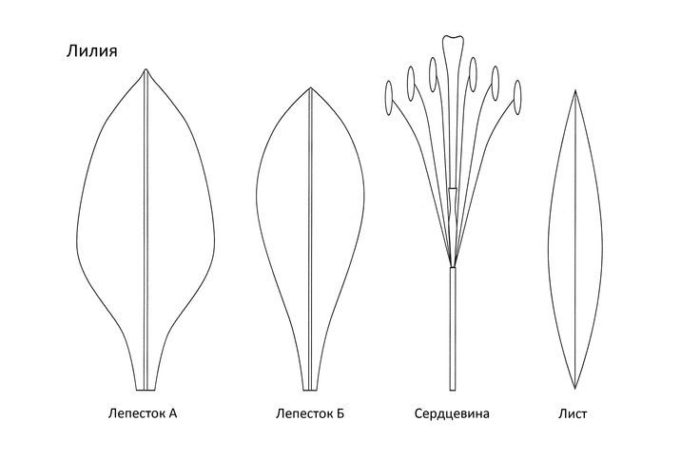 Шаблоны для лепестков лилии