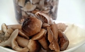 Как приготовить маринованные и жареные грибы опята на зиму: лучшие рецепты. Как обрабатывать и чистить грибы опята после сбора, сколько варить и жарить до готовности для консервирования в банках, как вкусно приготовить маринад на 1 литр воды?