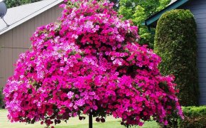 Выращивание рассады петунии в домашних условиях: подготовка семян, посев, высадка в горшки и грунт. Подкормка рассады петунии народными средствами и удобрениями