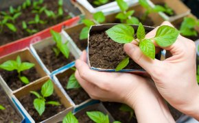 Болезни рассады болгарского перца и их лечение. На рассаде сладкого перца появилась тля, белокрылка, паутинный клещ, ее кто-то ест: как избавиться от вредителей?