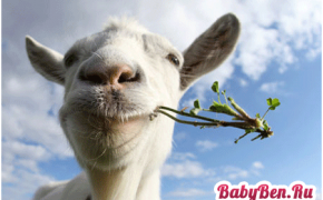 É possível dar um leite de cabra recém-nascido?