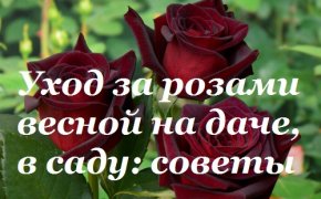 Уход за розами весной на даче, в саду: советы. Как правильно посадить розу весной в грунт, чем подкормить, как обработать от болезней и вредителей, как обрезать?