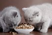 Μπορεί οι γάτες και οι γάτες δώσει το σκυλί ξηρά τροφή, οι γάτες ζωοτροφών και γάτες με το σκύλο κονσερβοποιημένα τρόφιμα; Ποια είναι η διαφορά μεταξύ των ζωοτροφών σκύλο από την τροφή της γάτας; Γάτα τρώει τα τρόφιμα σκυλιών: λόγοι τι συνέπειες μπορεί να είναι;