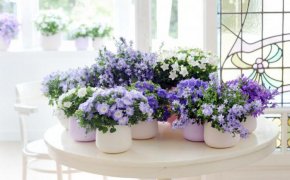 Комнатный цветок Жених и Невеста: как называется по-научному, как вырастить из семян в домашних условиях? Как купить на Алиэкспресс семена цветка колокольчика Кампанулы – Жениха и Невесты? Домашний цветок Жених и Невеста: приметы, суеверия, значение цветка