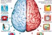 Како развити десну и леву хемисферу дететовог мозга, одраслих? Вежбе за мозак за децу, школарце и одрасле особе