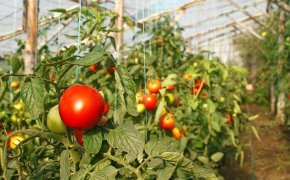 Jak prawidłowo przechylić pomidory wysokie i nisko porywane w szklarni i otwartej glebie: 5 sposobów, zasad, wskazówek. Jak kupić kołki, klipy plastikowe, kształtki z włókna szklanego, urządzenie do podwiązki pomidorów, zszywacz w Aliexpress: Odniesienia do katalogu