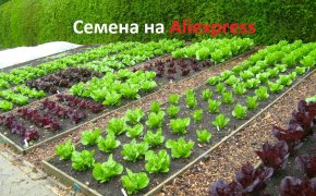 Как заказать луковицы и семена цветов и овощей на Алиэкспрес: цена, каталог, отзывы, фото